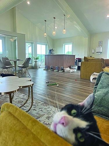Exciting Cat Café Opening: Experience the Beautiful Together Cat Café in Hillsborough