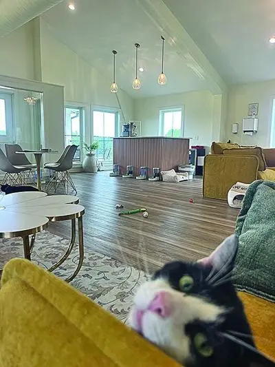 exciting cat cafe opening experience the beautiful together cat cafe in hillsborough