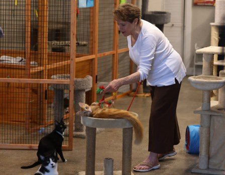 Gemma Boyd: Leading the Fight Against Cat Overpopulation with CC4C