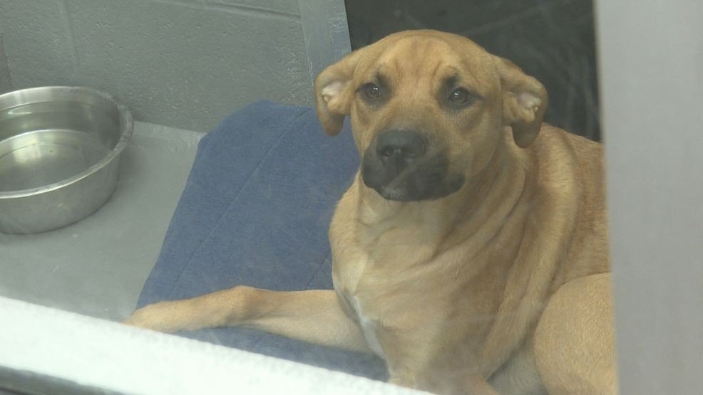 Humane Society of Elkhart County Temporarily Closes Its Facility Due to Parvovirus Humane Society of Elkhart County Temporarily Closes Its Facility Due to Parvovirus