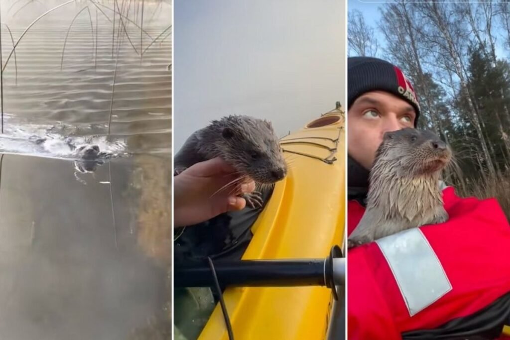Mats Janzons Heartwarming Journey with an Orphaned Baby Otter Named Leya