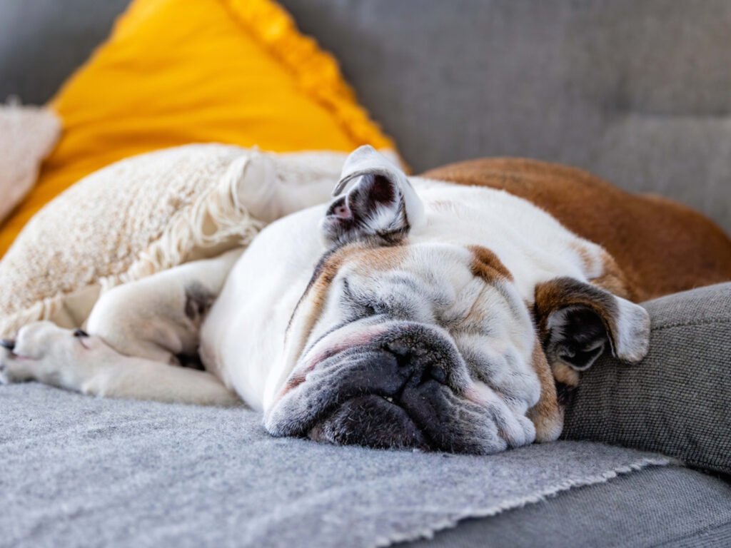 Mom Trying to Explain to English Bulldog That Theres Not Room on the Couch is Hilariously Relatable