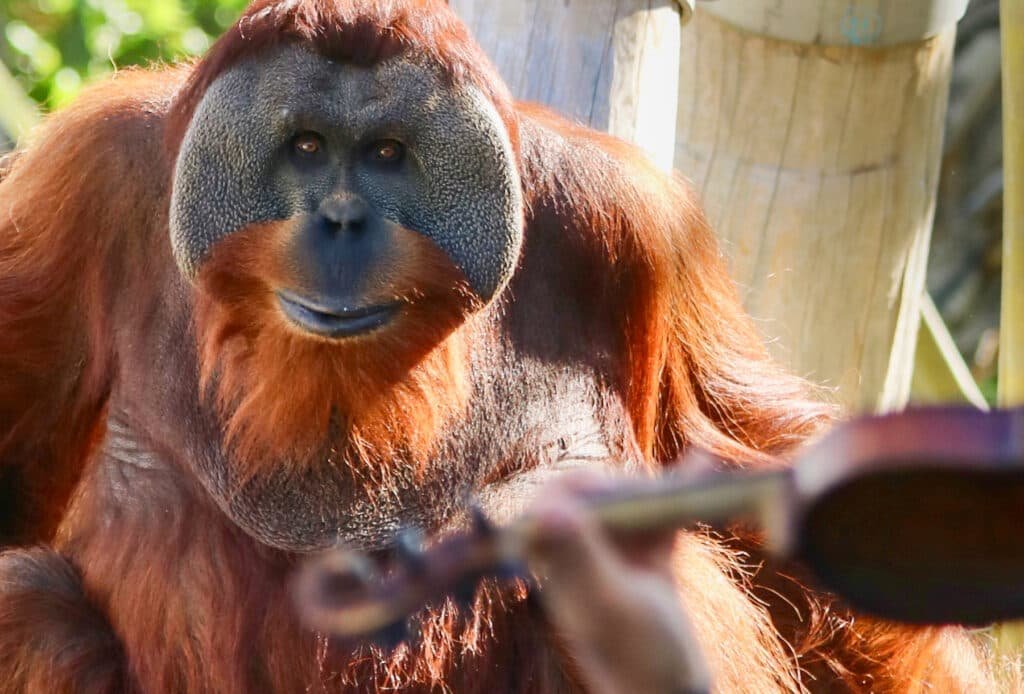 Music to Their Fuzzy Ears: How Strings Soothe Shelter Animals