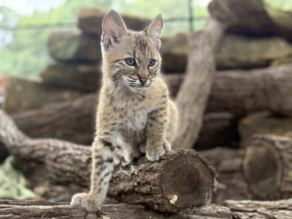 Paws and Claws Animal Encounters Welcomes Bobcat Brothers Canyon and Forest Paws and Claws Animal Encounters Welcomes Bobcat Brothers Canyon and Forest