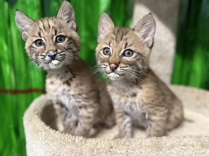 Paws and Claws Animal Encounters Welcomes Bobcat Brothers Canyon and Forest Paws and Claws Animal Encounters Welcomes Bobcat Brothers Canyon and Forest