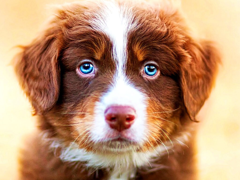 Precious Pup at Disney World Steals Hearts as the Most Stunning Cinderella