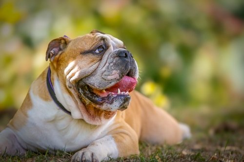 Product Overview: The Ultimate Ultrasonic Anti-Bark Device for Training Your Dog