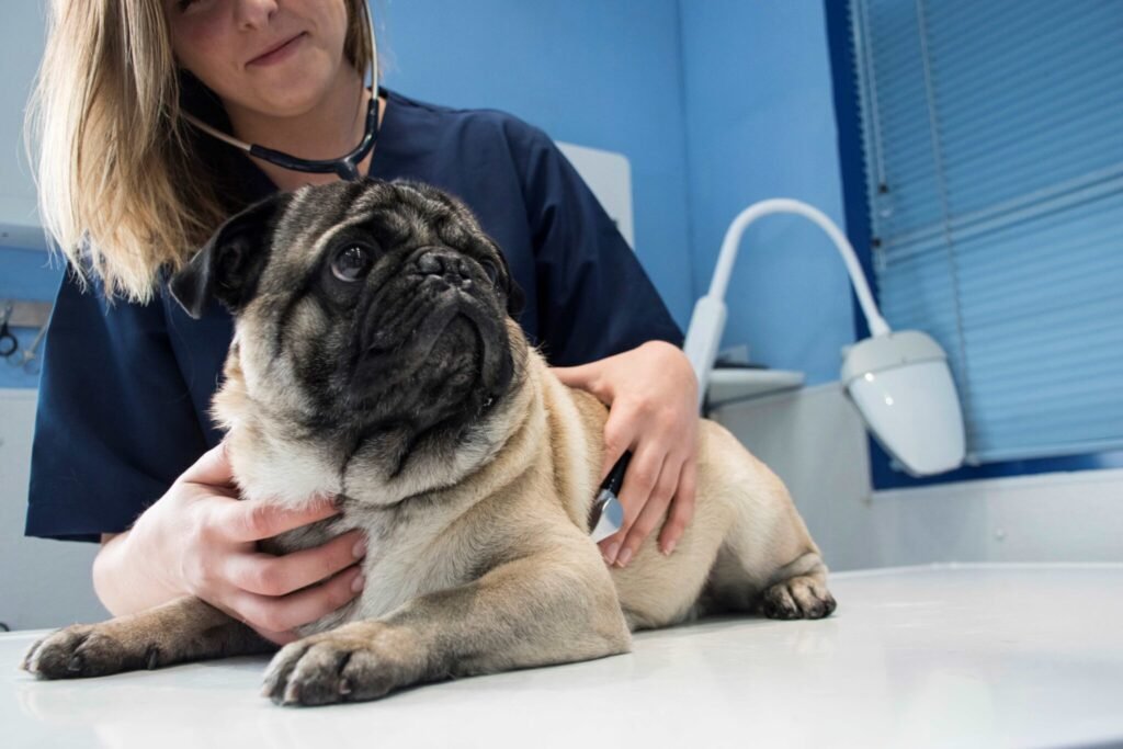 Shelter Urges Community to Spay and Neuter Pets for a Healthier Future