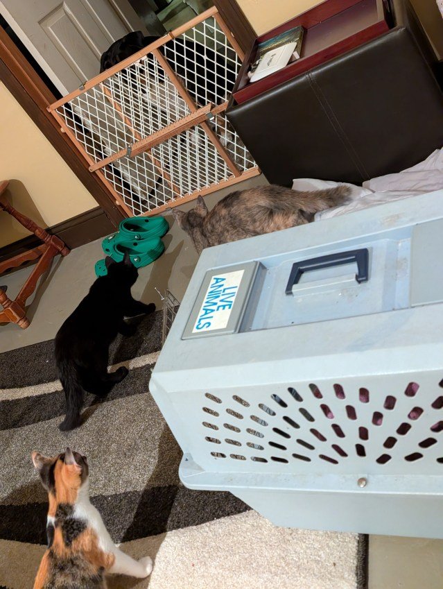 The Foster Kittens Have a Friendly Meeting with Charlie