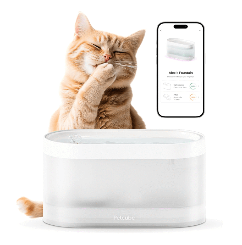The Verges Favorite Pet Gear for Cats and Dogs