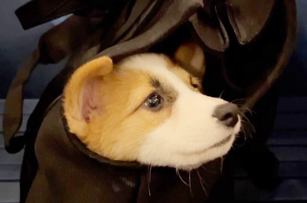 The Verges Favorite Pet Gear for Cats and Dogs