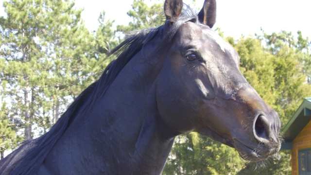 When Rescue Isnt Rescue: The Problem With Saving Horses From Kill Pens