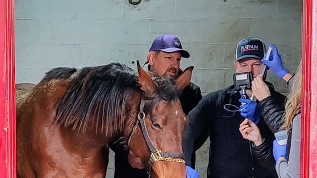 When Rescue Isnt Rescue: The Problem With Saving Horses From Kill Pens