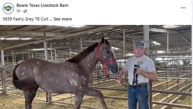 When Rescue Isnt Rescue: The Problem With Saving Horses From Kill Pens