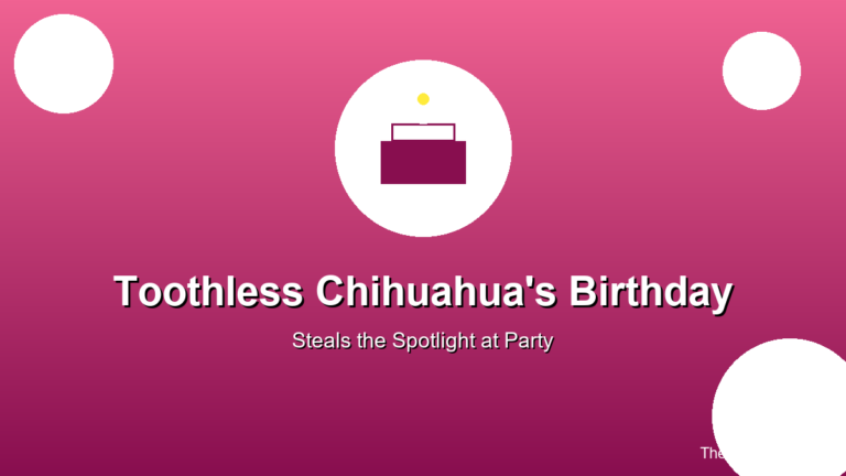 toothless chihuahua birthday party spotlight cute dog